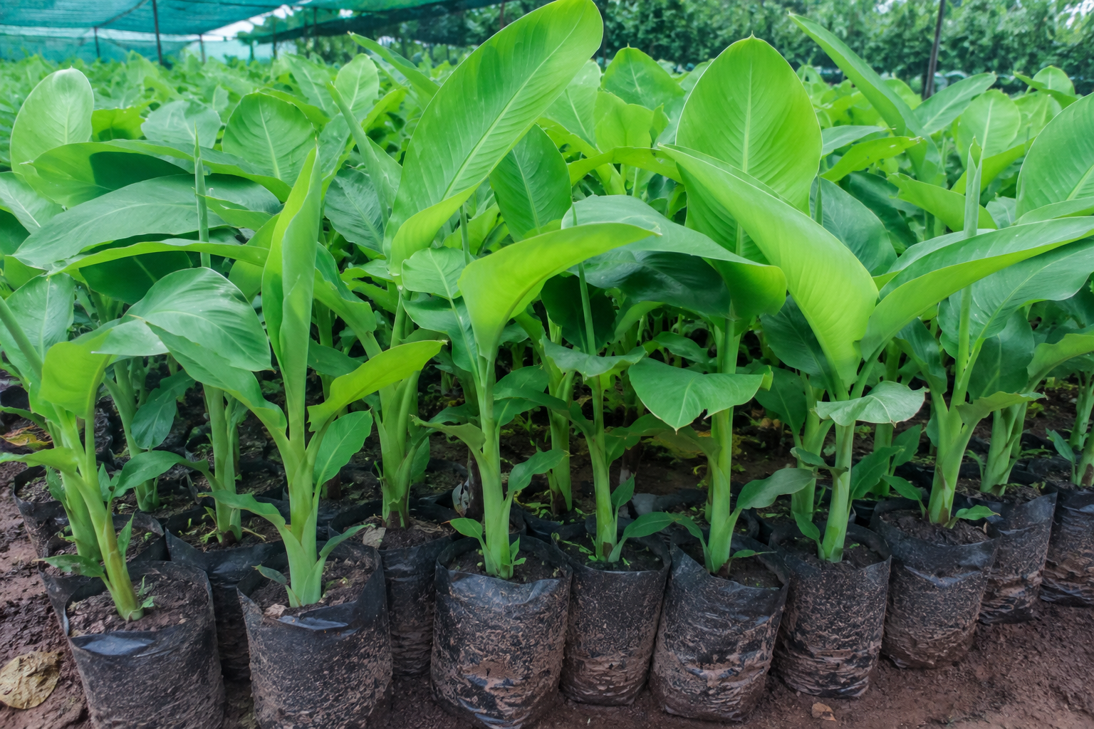 SV%20Kisan%20Biotech
